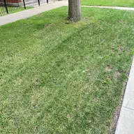 Washington's Lawn care & Landscaping LLC logo