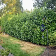 Velasquez Landscaping logo