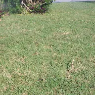 Brown's Lawn's & Landscaping logo