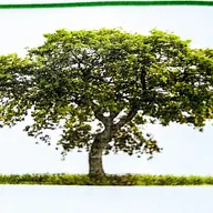 First Class Lawns & Landscaping logo