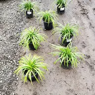CREW CUT LANDSCAPING LLC logo