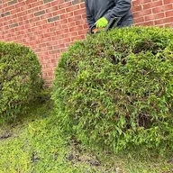 Sanchez Lawn Care logo