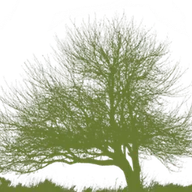 S&F Landscaping and Snow Removal logo