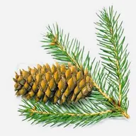 Platinum Pine-Needles & Landscaping LLC logo