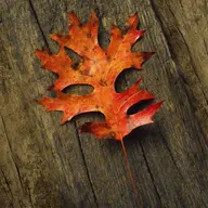 Red Oak Landscaping and Sprinklers logo