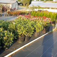 Wall Greenhouse & Nursery logo