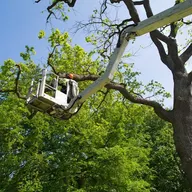 TreeMann's Tree Service logo