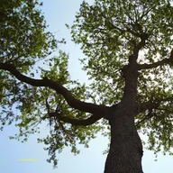 Totally Trees logo