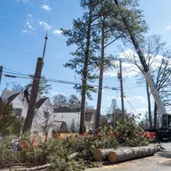 Castor Tree Service & Landscaping LLC logo