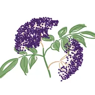 Cascadecopia, LLC logo