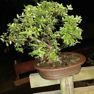 Bonsai Construction logo