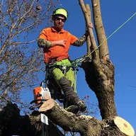 Treemendous Landscaping logo