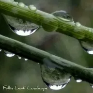 Fallin Leaf Landscape Maintenance logo