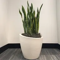 Berconi Interior Plants and Design (formerly Plantations Inc.) logo