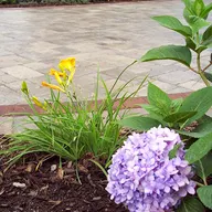 Franks Landscaping logo
