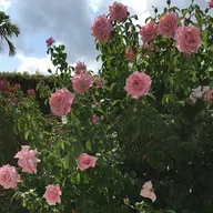 Stone's Rose Gardening logo