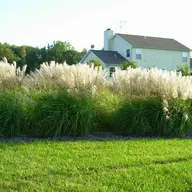 Fields Of Joy Ornamental Grasses logo