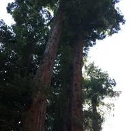 Big Bens Tree service logo