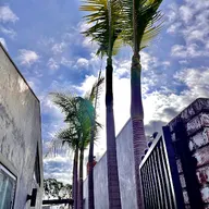 The brothers trees and palms service logo