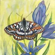 Linda Andrews Landscape and Design logo