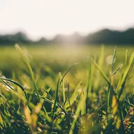 HomeTurf Lawncare logo