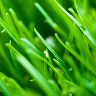 Russell Lawn Care Mowing logo
